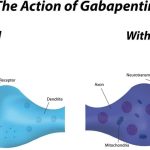 What is the Action Mechanism of Gabapentin ?